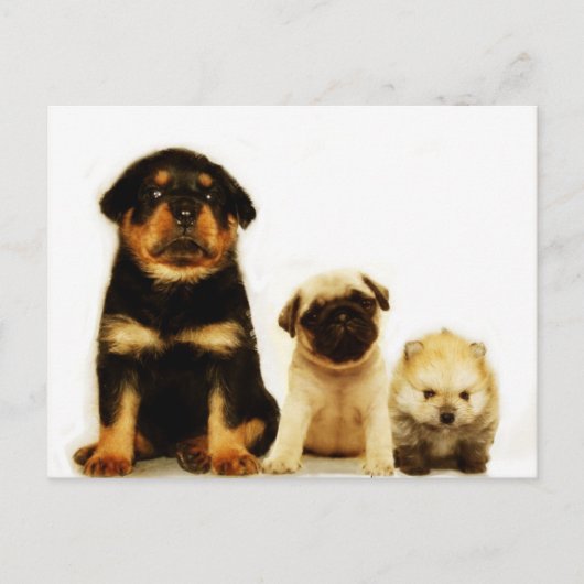 Carte postale de trois chiots (Devant)