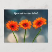 Carte postale de trois Gerberas orange alignés (Devant)