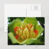 Carte postale de Tulipe (Liriodendron Tulipifera) (Devant / Derrière)