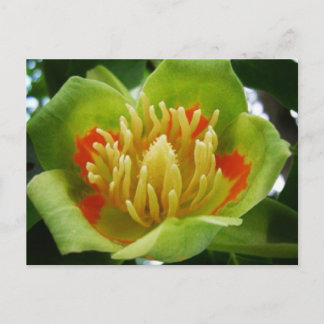 Carte postale de Tulipe (Liriodendron Tulipifera)