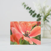 carte postale de tulipes orange en fleurs (Debout devant)
