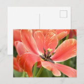 carte postale de tulipes orange en fleurs (Devant / Derrière)