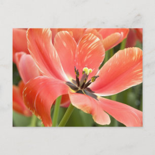 carte postale de tulipes orange en fleurs