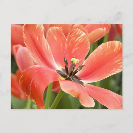 carte postale de tulipes orange en fleurs (Devant)