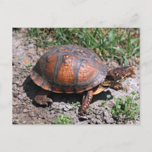 Carte postale de Turtle