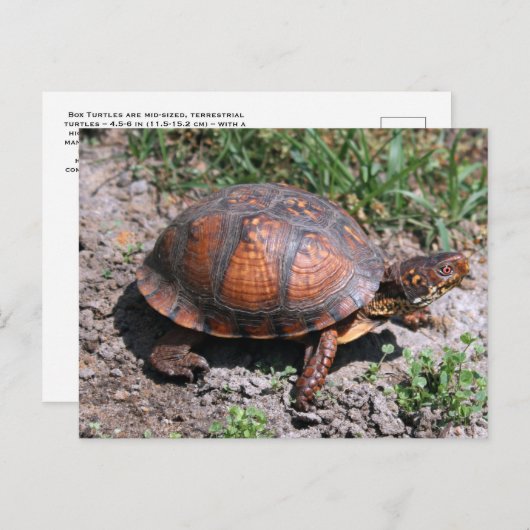Carte postale de Turtle (Devant / Derrière)
