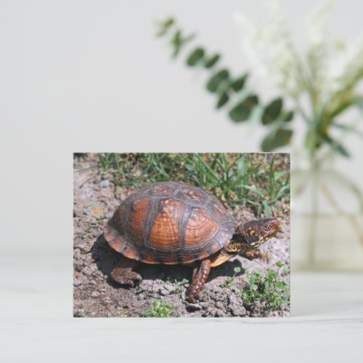 Carte postale de Turtle (Debout devant)