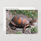 Carte postale de Turtle (Devant / Derrière)