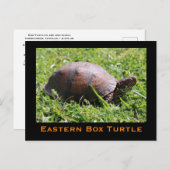 Carte postale de Turtle (Devant / Derrière)