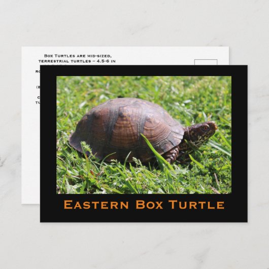 Carte postale de Turtle (Devant / Derrière)