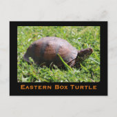 Carte postale de Turtle (Devant)