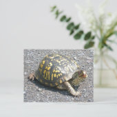 Carte postale de Turtle (Debout devant)