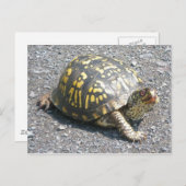 Carte postale de Turtle (Devant / Derrière)