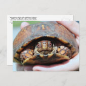 Carte postale de Turtle (Devant / Derrière)