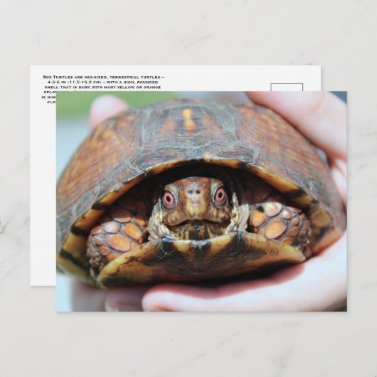 Carte postale de Turtle (Devant / Derrière)