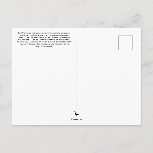 Carte postale de Turtle (Dos)