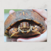 Carte postale de Turtle (Devant)
