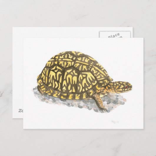 Carte postale de Turtle (Devant / Derrière)