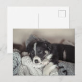 Carte postale de vacances de chiot dormant (Devant / Derrière)