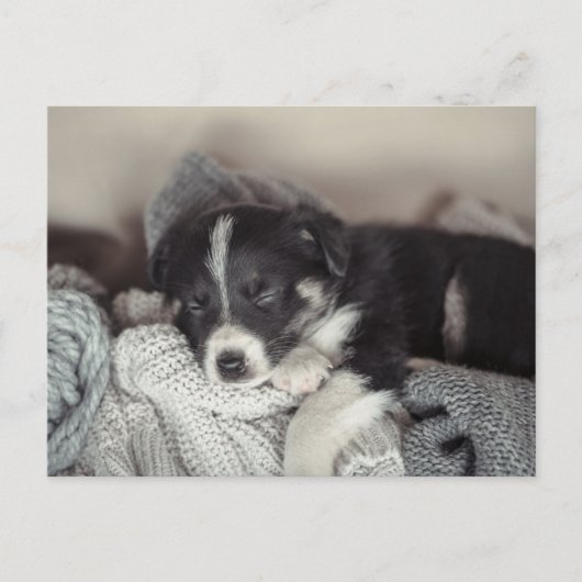 Carte postale de vacances de chiot dormant (Devant)