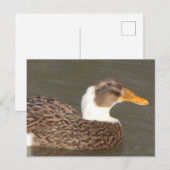 Carte postale de vacances DIY Canard Mignon de prè (Devant / Derrière)