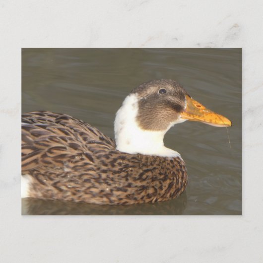 Carte postale de vacances DIY Canard Mignon de prè (Devant)