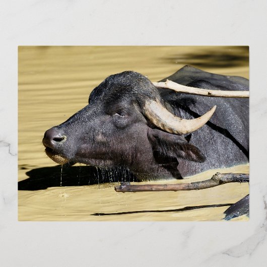 Carte Postale De Vacances En Aluminium Bison d'eau (Bubalus bubalis) nageant dans l'étang (Recto)