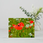 Carte Postale De Vacances En Aluminium Closeup of poppies (Debout devant)