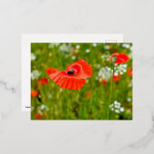 Carte Postale De Vacances En Aluminium Closeup of poppies (Recto/Verso)