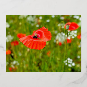 Carte Postale De Vacances En Aluminium Closeup of poppies