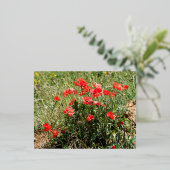 Carte Postale De Vacances En Aluminium Closeup of poppies (Debout devant)