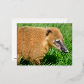 Carte Postale De Vacances En Aluminium Coati à queue de cerne dans l'herbe (Recto/Verso)