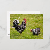Carte Postale De Vacances En Aluminium Coq et poule sur herbe (Recto/Verso)