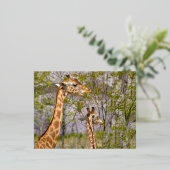 Carte Postale De Vacances En Aluminium Deux girafes mangeant de l'herbe (Debout devant)