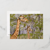 Carte Postale De Vacances En Aluminium Deux girafes mangeant de l'herbe (Recto/Verso)