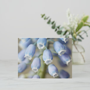 Carte Postale De Vacances En Aluminium Fleurs d'Hyacinthe de raisins