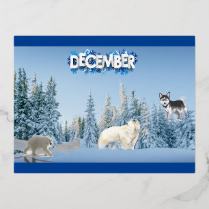 Carte Postale De Vacances En Aluminium Harmonie arctique de décembre