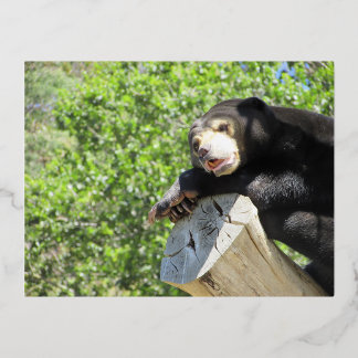 Carte Postale De Vacances En Aluminium Lazy Sun Bear