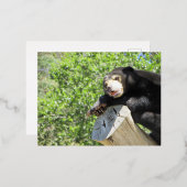 Carte Postale De Vacances En Aluminium Lazy Sun Bear (Recto/Verso)