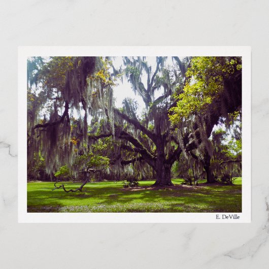 Carte Postale De Vacances En Aluminium Louisiana Oak Tree Postcard (Recto)