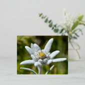 Carte Postale De Vacances En Aluminium Macro de fleur edelweiss (Debout devant)