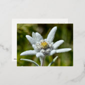 Carte Postale De Vacances En Aluminium Macro de fleur edelweiss (Recto/Verso)