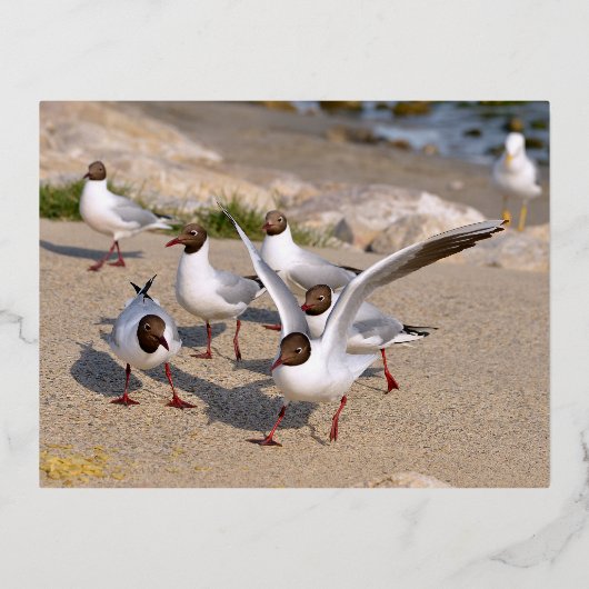 Carte Postale De Vacances En Aluminium Mouette rieuse sur la plage (Recto)
