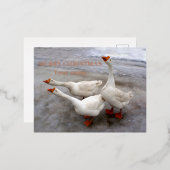 Carte Postale De Vacances En Aluminium Oie blanche (Recto/Verso)