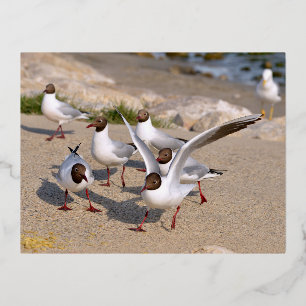 Carte Postale De Vacances En Aluminium Oiseau animal Mouettes à tête noire sur la plage