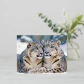 Carte Postale De Vacances En Aluminium Snow Leopard Animal Nature Animale Affection Faune (Debout devant)