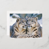 Carte Postale De Vacances En Aluminium Snow Leopard Animal Nature Animale Affection Faune (Recto/Verso)