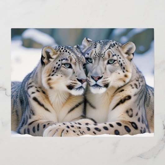 Carte Postale De Vacances En Aluminium Snow Leopard Animal Nature Animale Affection Faune (Recto)