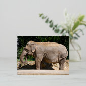 Carte Postale De Vacances En Aluminium Un éléphant d'Asie près d'une cascade (Debout devant)