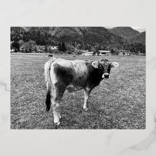 Carte Postale De Vacances En Aluminium Vache grise tyrolienne Autriche